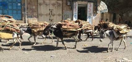 اليمن في زمن الحرب.. التنقل بـ«الحمير» والحطب بديلًا للوقود ( تقرير مصور)
